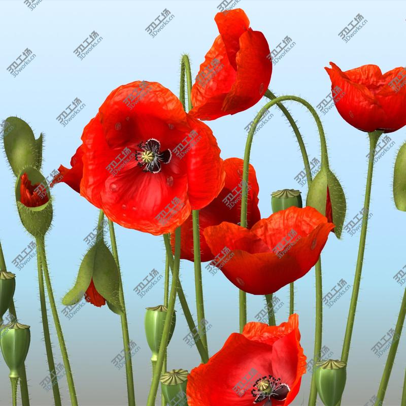 images/goods_img/2021040232/3D Poppy/2.jpg